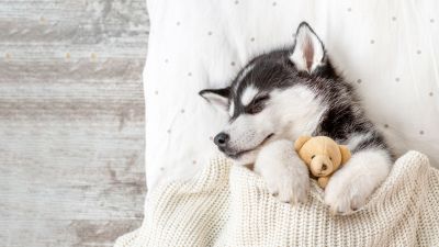 Siberian Husky, Teddy bear, Breed Dog, Adorable, Sleeping, 5K, Blanket, Cozy, Warm, White aesthetic