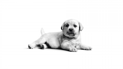 Labrador puppy, Fluffy dog, Adorable, Monochrome, Cute puppy, White background