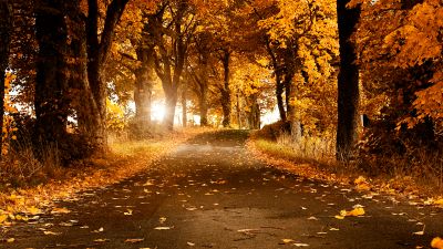 Fall, Scenery, Roadway, Foliage, Sunlight, 5K, Autumn trees, Sweden