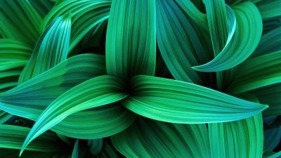 Green leaves, Windows 7, Stock, Plant, Green aesthetic