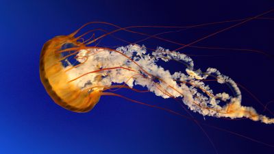 Jellyfish, Windows 7, Stock, Underwater, Aqua