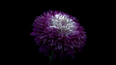 Chrysanthemum, Purple Flower, 5K, Black background, 8K, AMOLED