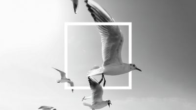 Flying birds, Frame, Seagulls, Bingkai, Black and White, Monochrome, 5K