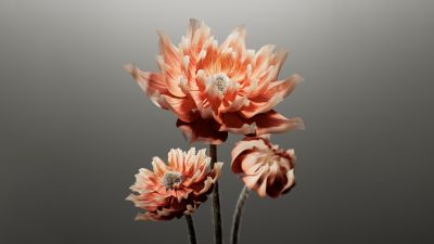 Peach, Digital flower, AI art, 8K, Grey background, 5K