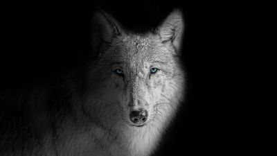 Wolf, Beast, Wild, White wolf, Black background
