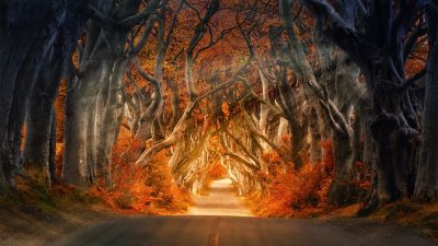 Forest, Daylight, Road, Aesthetic, Autumn, Fall, Sun rays, Trees, 5K