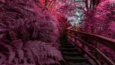 Wooden stairs, Pink aesthetic, Outdoor, Spring, Infrared Photography, 5K