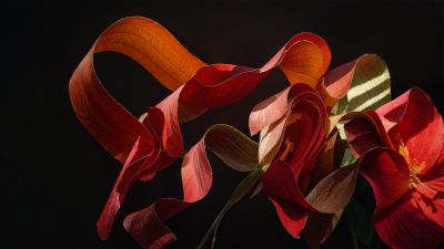Poppy flower, Paper Art, Windows 11, Dark background, 5K