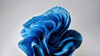 Windows 11, Paper Art, AI art, 5K, Grey background, Blue flower, Bloom collection
