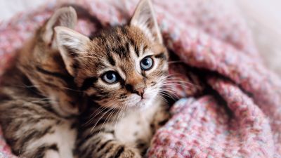 Cute Kitten, Aesthetic, Cozy, 5K