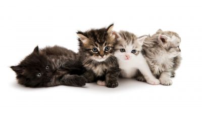 Cute Kittens, White background
