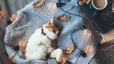 Cozy, Cat, 5K, Sleeping, Lights