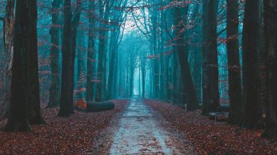 Fall Foliage, Bare trees, Path, Forest, Morning, Scenic, Atmosphere, 5K