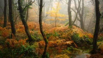 Foggy, Autumn Forest, Thick forest, Fall, 5K, Aesthetic