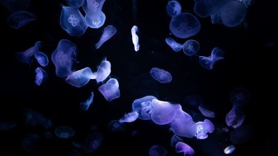 Jellyfishes, Underwater, Deep ocean, Dark, Black background, 5K, 8K, Bioluminescence