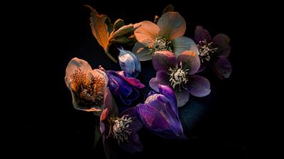 Hellebore flowers, Dark aesthetic, Bloom, AMOLED, Black background, 5K, Colorful flowers