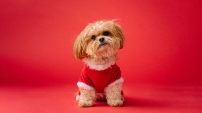 Shih Tzu, Cute dog, Red aesthetic, Red background, 5K, Breed Dog