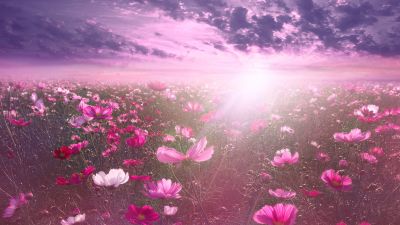 Pink flower, Cosmos, Sunrise, Garden, Sky view, Clouds
