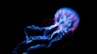 Jellyfish, Aquarium, Black background, Glowing, White, AMOLED, Underwater, Bioluminescence