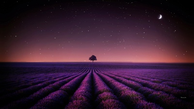 Lavender fields, Night sky, Starry sky, Crescent Moon, Purple aesthetic, Scenery, Lone tree, Serene, Horizon, 5K