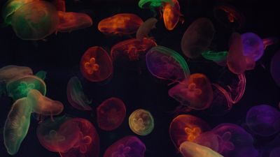 Jellyfishes, Multicolor, Black background, Underwater, Colorful, Sea Life Aquarium, Purple, Colorful
