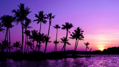 Purple Sunrise, Clear sky, Palm trees, Scenery, Backwaters, Sky view, 5K