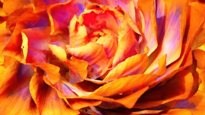 Peony, Macro, Orange aesthetic, 5K, Closeup Photography, Bloom