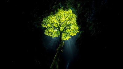 Jungle tree, Dark aesthetic, Rainforest, Wilderness, Illuminated, Surreal, Dark background, Sun rays