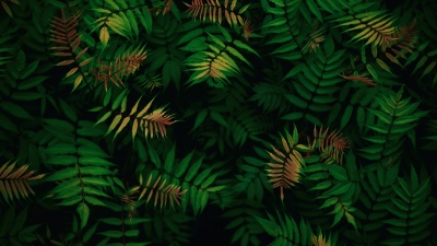 Green leaves, Foliage, Dark green, Tropical, Lush green field, Patterns, 5K, 8K