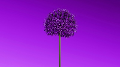 Allium flower, Purple aesthetic, Minimalist, Purple Flowers, 5K, 8K, Purple gradient