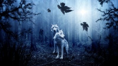 Wolf, Forest, Dark background, Predator, Wild animals, Tree Trunks, Sun light