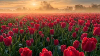 Tulip Field, Sunrise, Red Tulips, Tulip flowers, Spring flowers, Netherlands, Landscape
