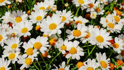 Daisies, White flowers, Bloom, Spring, Garden, Floral, Beautiful, 5K