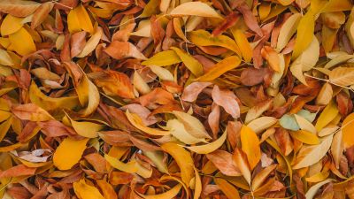 Leaves, Fall Foliage, Brown, Yellow background, 5K