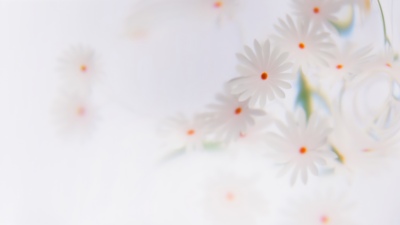 White daisy, Floral Background, White aesthetic, Daisy flowers, Soft focus, Microsoft Design