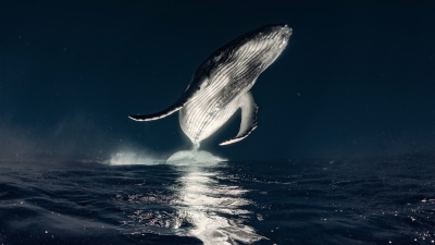 Humpback whale, Breaching, Ocean, Marine life, 5K, Surreal