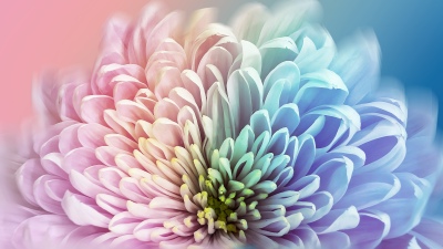 Chrysanthemum, Colorful, 5K, 8K, Pastel colors