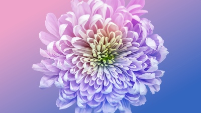 Chrysanthemum, Vibrant, 5K, 8K, Gradient background, Pastel colors