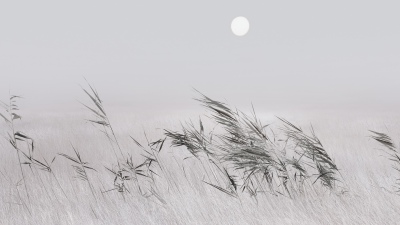 Grey, Grass Landscape, Minimalist, Xiaomi HyperOS 3.1, Stock, Full moon
