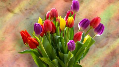 Tulip Bouquet, Spring flowers, Tulips, Blossom, Bloom, Bright, Green leaves, Red, Yellow, Violet