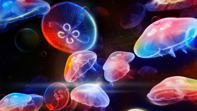 Jellyfishes, Colorful, Underwater
