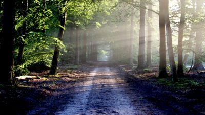 Forest, Outdoor, Path, Trees, Woods, Sunlight