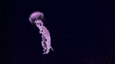 Jellyfish, Dark background, Sea Life Aquarium, Underwater, Glowing, Pink, 5K