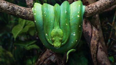 Green Python, Green snake, Tree Branch, Reptile, Coiled Snake, Forest, Closeup, 5K