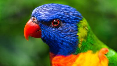 Rainbow Lorikeet, Parrot, Colorful, Bird, Multicolor, Closeup, Green background, 5K