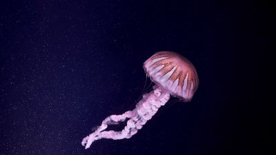 Jellyfish, Dark background, Sea Life, Aquarium, Underwater, Glowing, Pink, 5K