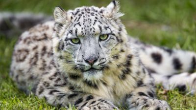 Snow leopard, White, Green Grass, Big cat, Wild animal, Predator, Carnivore, Stare, 5K