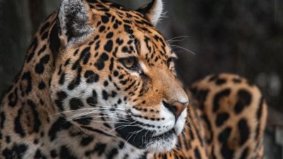 Leopard, Zoo, Wildlife, Jaguar, Closeup, ARTIS, Amsterdam, Netherlands, 5K