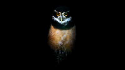 Owl, Night, Wildlife, Black background, 5K, 8K
