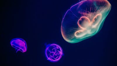 Jellyfishes, Purple, Multicolor, Dark background, Underwater, Aquarium, Sealife, Glowing, Bright, 5K
